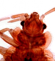 top-view-of-bed-bug